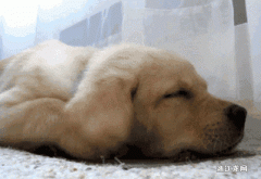 狗睡觉时发抖